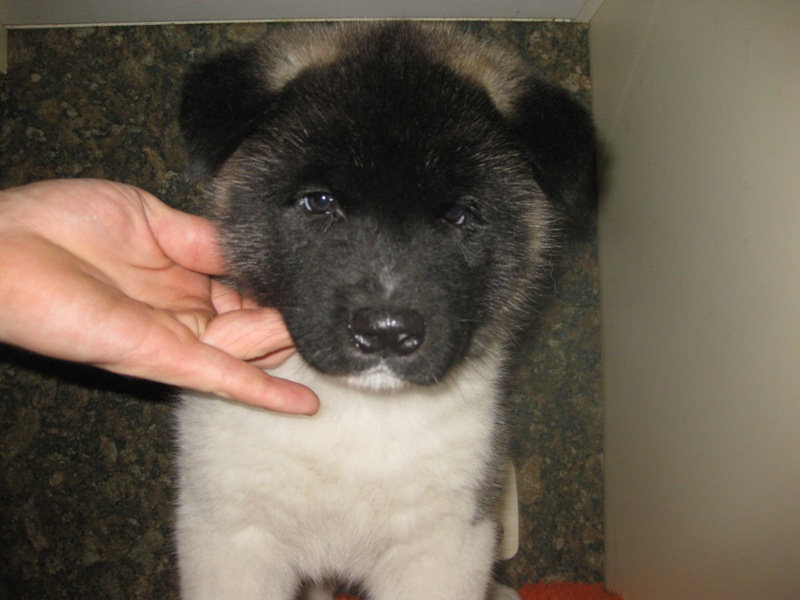Puppies